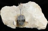 Superbly Prepared Walliserops Trilobite With Diademaproetus #47356-2
